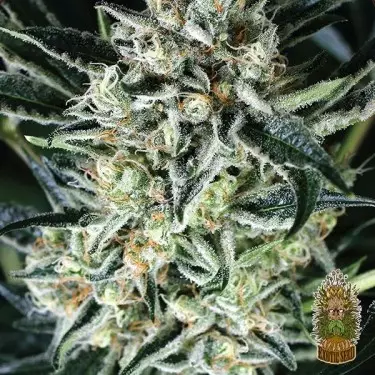 Jelly Bananen Exotic Seed kaufen - GB The Green Brand