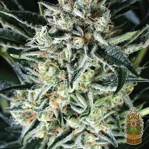 Jelly Bananen Exotic Seed kaufen - GB The Green Brand