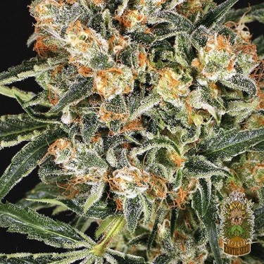 View Hippie Therapy CBD