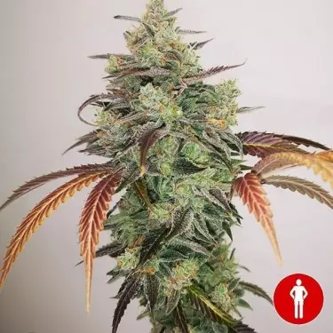 Y Griega CBD 2.0 Medical Seeds kaufen - GB