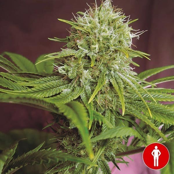 View Elixir Vitae CBD von Medical Seeds kaufen - GB