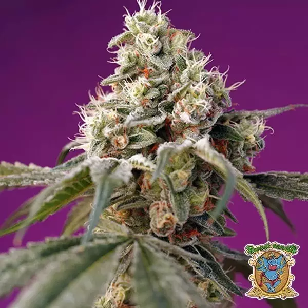 Sicht Bruce Banner Auto Sweet Seeds Autoflower - Billig Grow