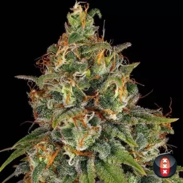 Strawberry AKeil von Serious Seeds kaufen - DE