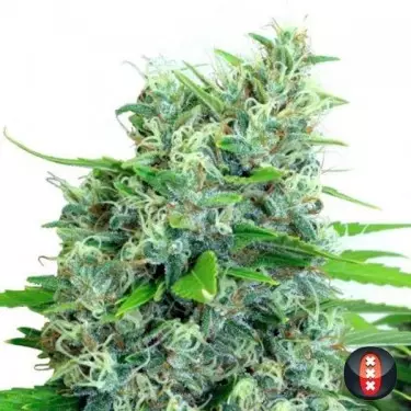 Kali Bubba Samen von Serious Seeds - GB The Green Brand