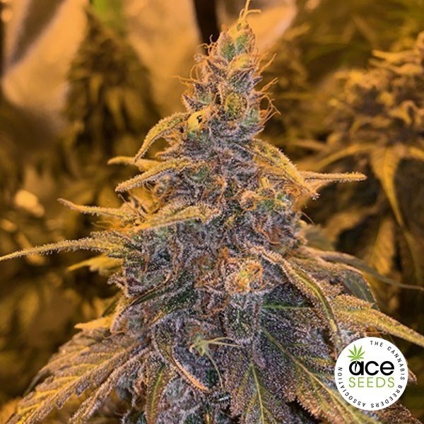 View HashPlant Haze x Kali China Samen - GB The Green Brand