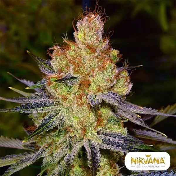 Sicht California Orange Bud von Nirvana kaufen - GB