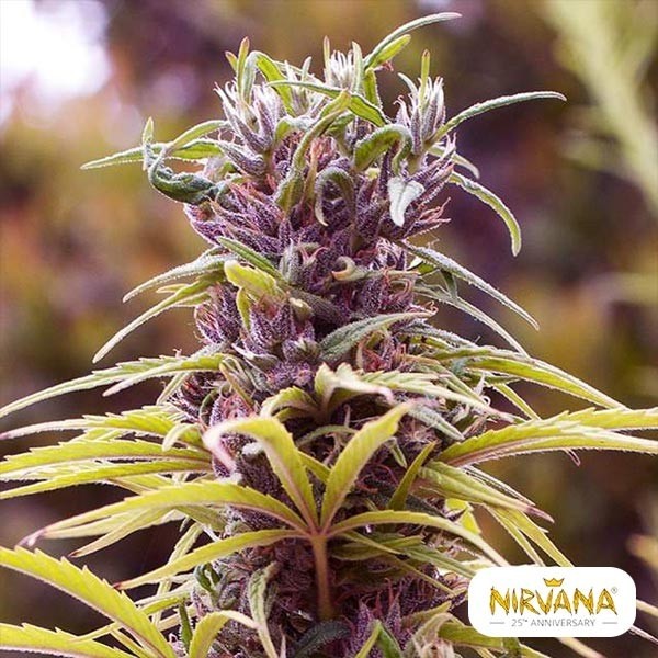View Durban Poison