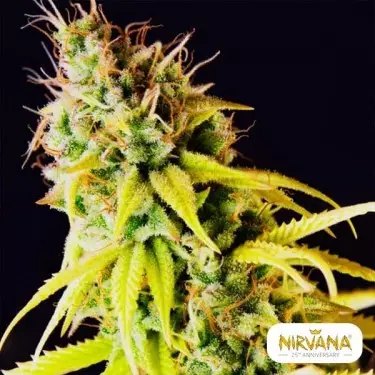 Pepita Malaya von Nirvana Seeds kaufen - Günstig anbauen