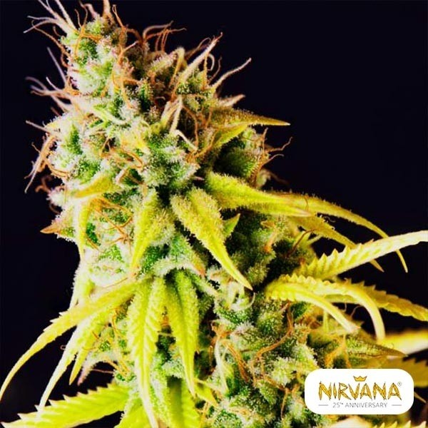 View Pepita Malaya von Nirvana Seeds kaufen - Günstig anbauen
