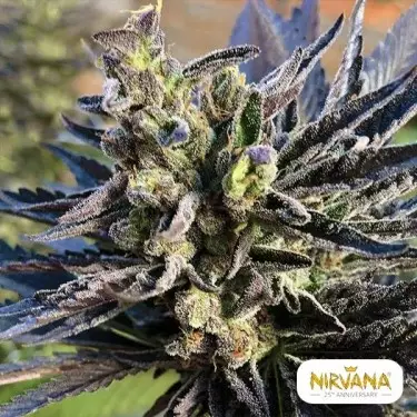 K2 Nirvana Samen Feminisiert kaufen - Günstig anbauen