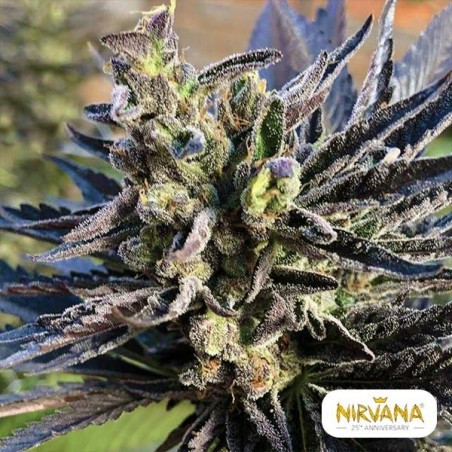K2 Nirvana Samen Feminisiert kaufen - Günstig anbauen