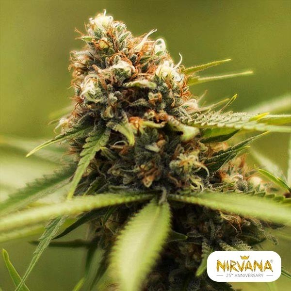 View Green Poison von Nirvana Seeds - GB The Green Brand