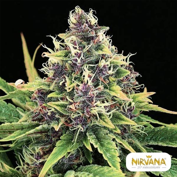 View Hindu Kush