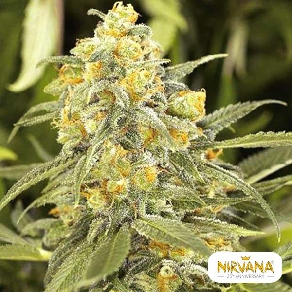 View Green Crack von Nirvana Seeds kaufen - Grow Barato