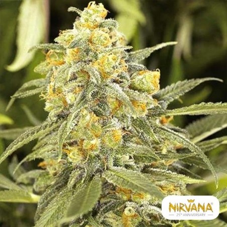 Green Crack von Nirvana Seeds kaufen - Grow Barato
