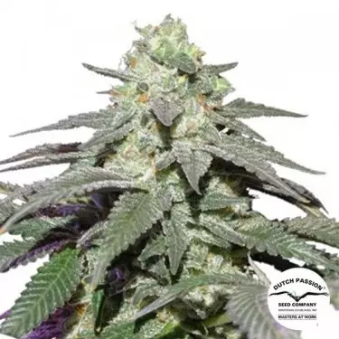 Auto Skywalker Haze Dutch Passion - Günstig Anbauen