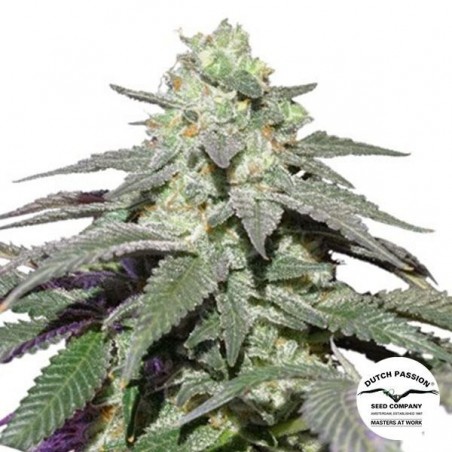 Auto Skywalker Haze Dutch Passion - Günstig Anbauen