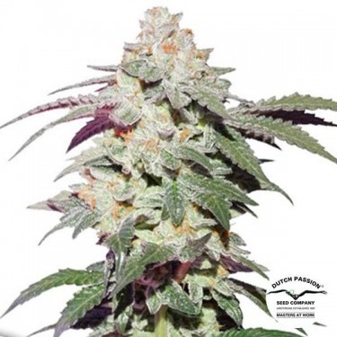 View Skywalker Haze Dutch Passion kaufen - GB