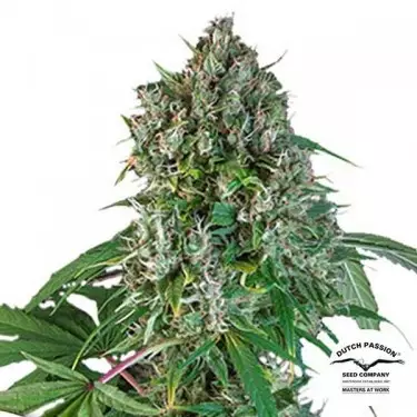 Kaufen Sie Karels Herer Haze Super Sativa Seed Club - GB