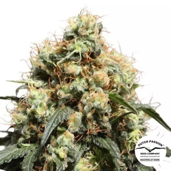 Sicht Comprar Bruce Lemon Diesel Dutch Passion - GB