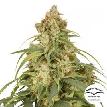 Auto CBD-Victory von Dutch Passion kaufen - Günstig anbauen