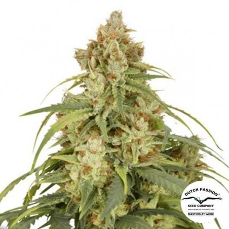 Auto CBD-Victory von Dutch Passion kaufen - Günstig anbauen