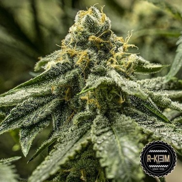View 2y2 von R-Kiem Seeds kaufen - GB The Green Brand
