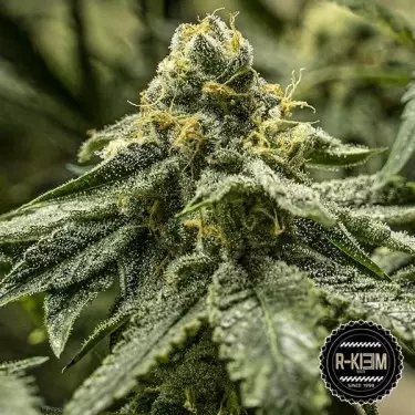2y2 von R-Kiem Seeds kaufen - GB The Green Brand