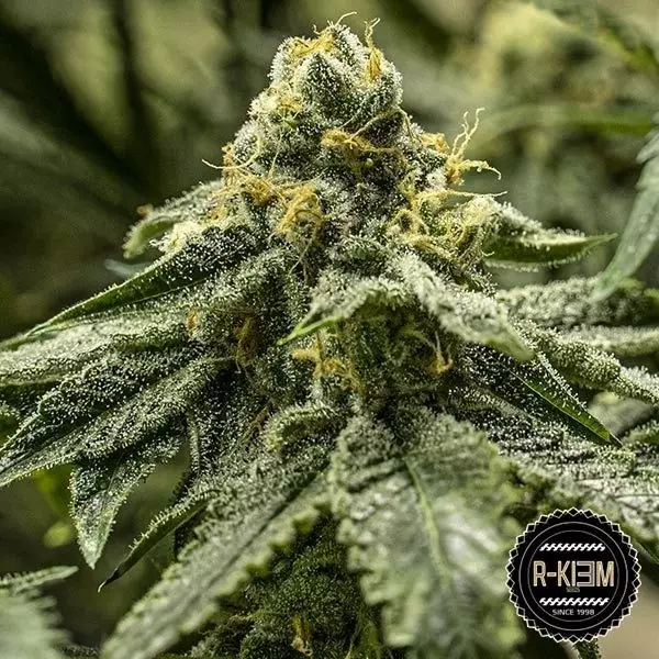 Sicht 2y2 von R-Kiem Seeds kaufen - GB The Green Brand
