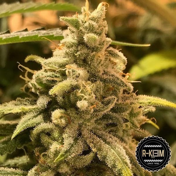 View DeadCheese von R-Kiem Seeds kaufen - Günstig anbauen