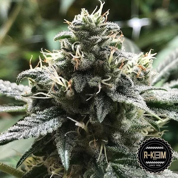 View Kaufen Sie Eli von R-Kiem Seeds Feminized - GB The Green Brand