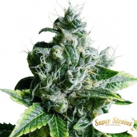 Eden CBD von Super Strains kaufen - Günstig Wachsen