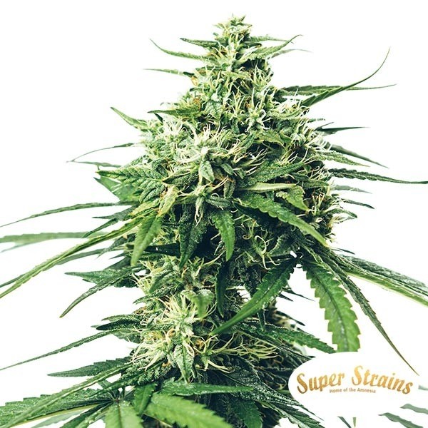 Kaufen Sie Saga CBD von Super Strains - Billig anbauen