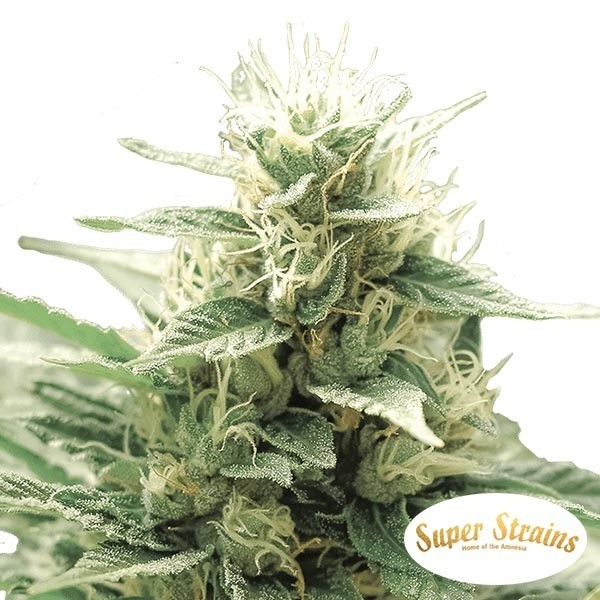 View Agartha CBD von Super Strains kaufen - Grow Billig