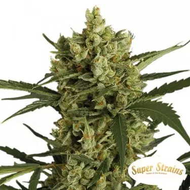 Super Strains Cracker kaufen - Grow Barato