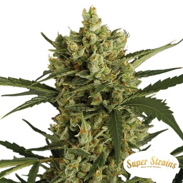 View Super Strains Cracker kaufen - Grow Barato