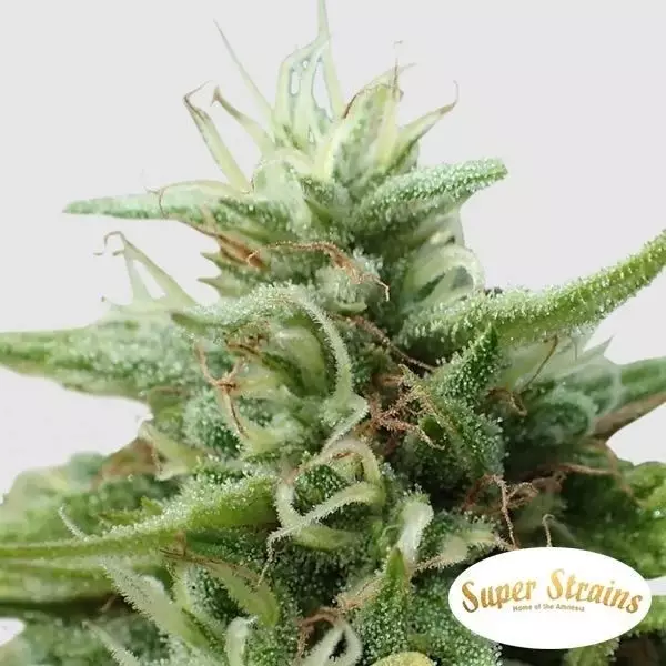 Sicht Cookies Krush Super Strains kaufen - GB The Green Brand