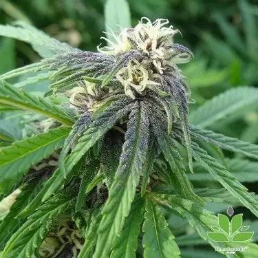 Easy Sativa Female Seeds kaufen - GB The Green Brand