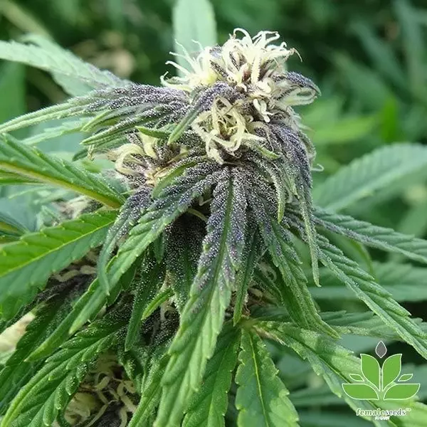 Sicht Easy Sativa Female Seeds kaufen - GB The Green Brand