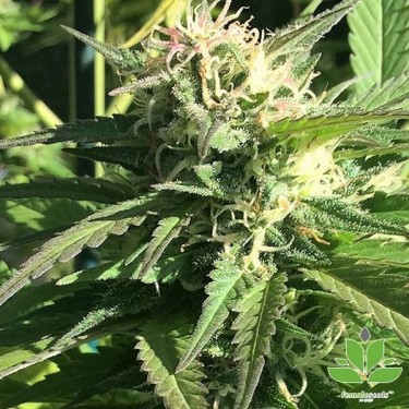 View Outdoor Grapefruit Female Seeds kaufen - GB The Green Brand