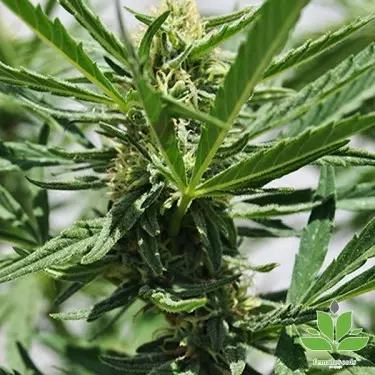 Kaufen Sie Critical Sour von Female Seeds - Günstig Anbauen