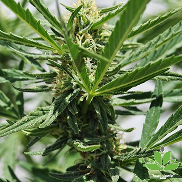 Kaufen Sie Critical Sour von Female Seeds - Günstig Anbauen