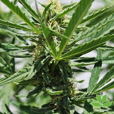 Kaufen Sie Critical Sour von Female Seeds - Günstig Anbauen