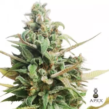 Choco Muffin Apex Seeds feminisierte Samen - GB The Green Brand