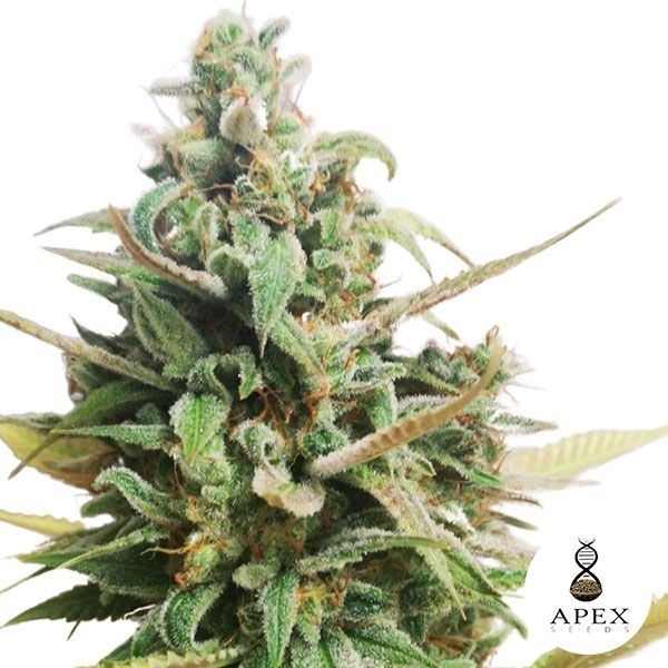 View Choco Muffin Apex Seeds feminisierte Samen - GB The Green Brand