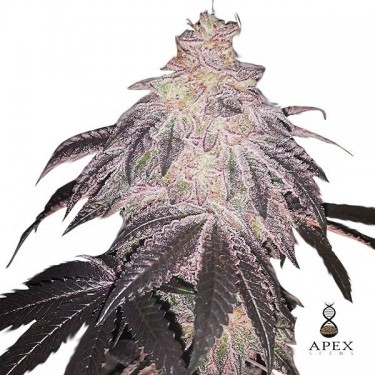 White Runtz Apex Seeds Feminisierte Samen - Günstig anbauen