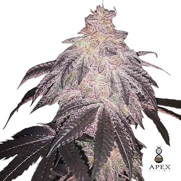 White Runtz Apex Seeds Feminisierte Samen - Günstig anbauen