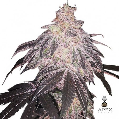White Runtz Apex Seeds Feminisierte Samen - Günstig anbauen
