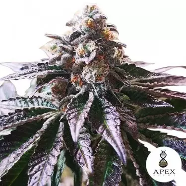 Magic Cookies Sorbet Apex Seeds Feminized - Grow Billig