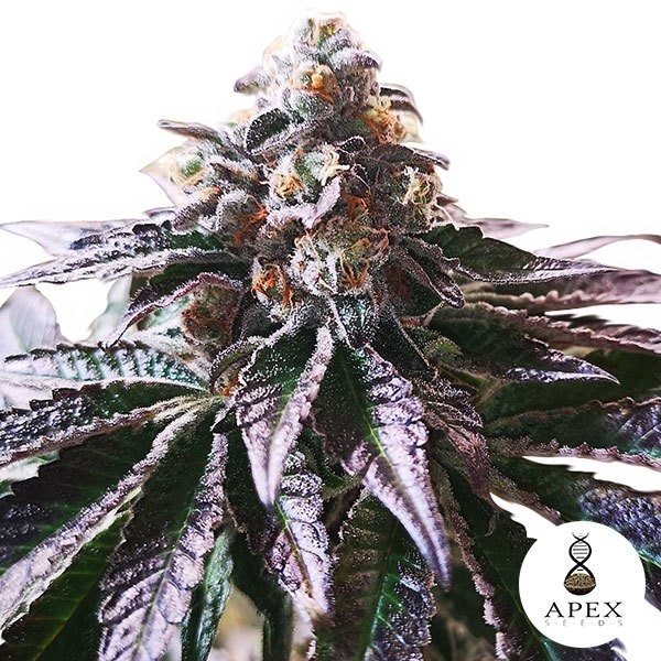 View Magic Cookies Sorbet Apex Seeds Feminized - Grow Billig